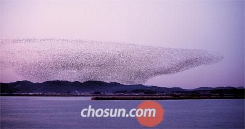 서천&군산 여행_群舞… 불분명한 계절을 뒤흔드는 